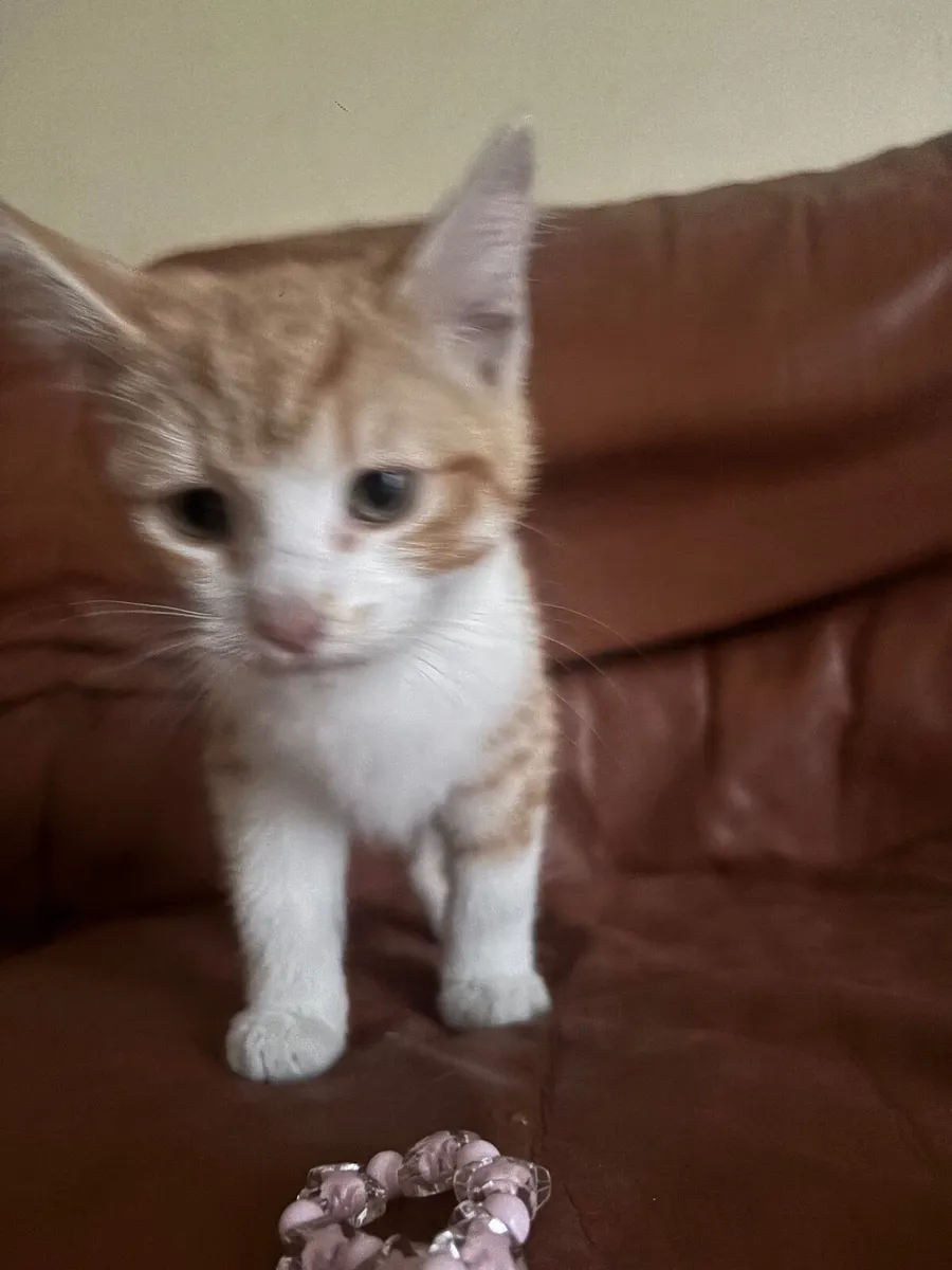 Male Kitten - Image 3