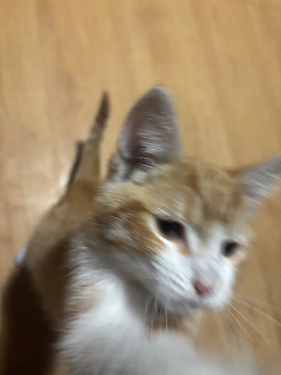 Male Kitten - Image 4