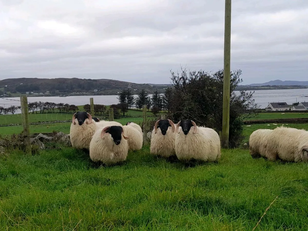 Ram lamb's - Image 1