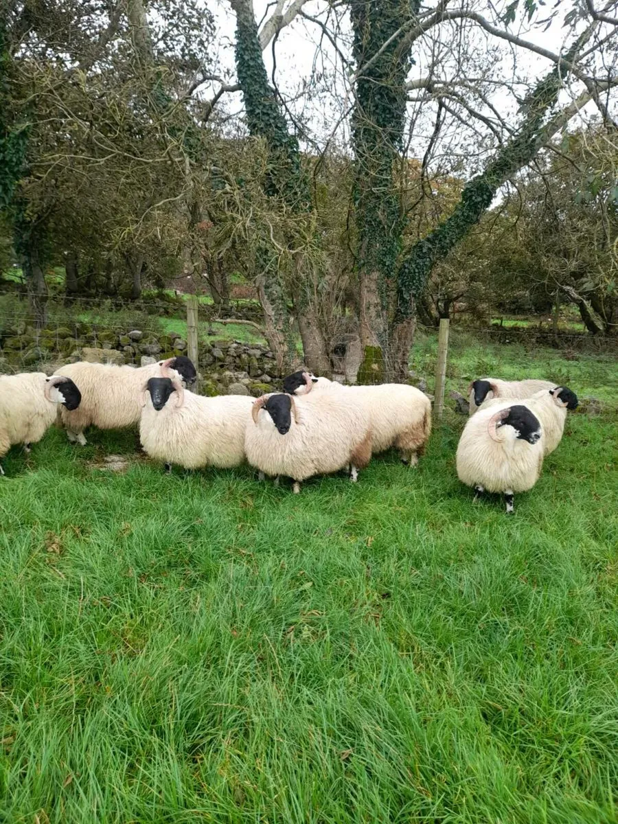 Ram lamb's - Image 2