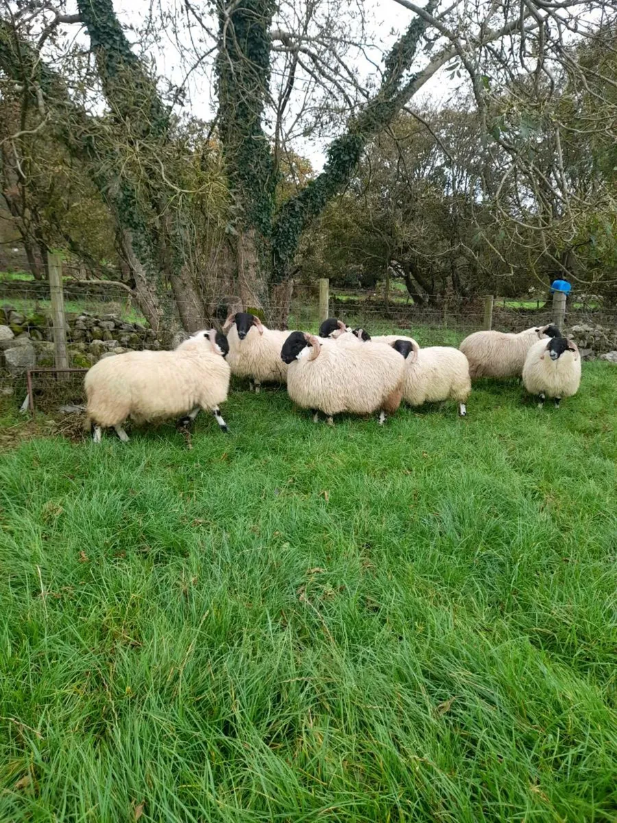 Ram lamb's - Image 3