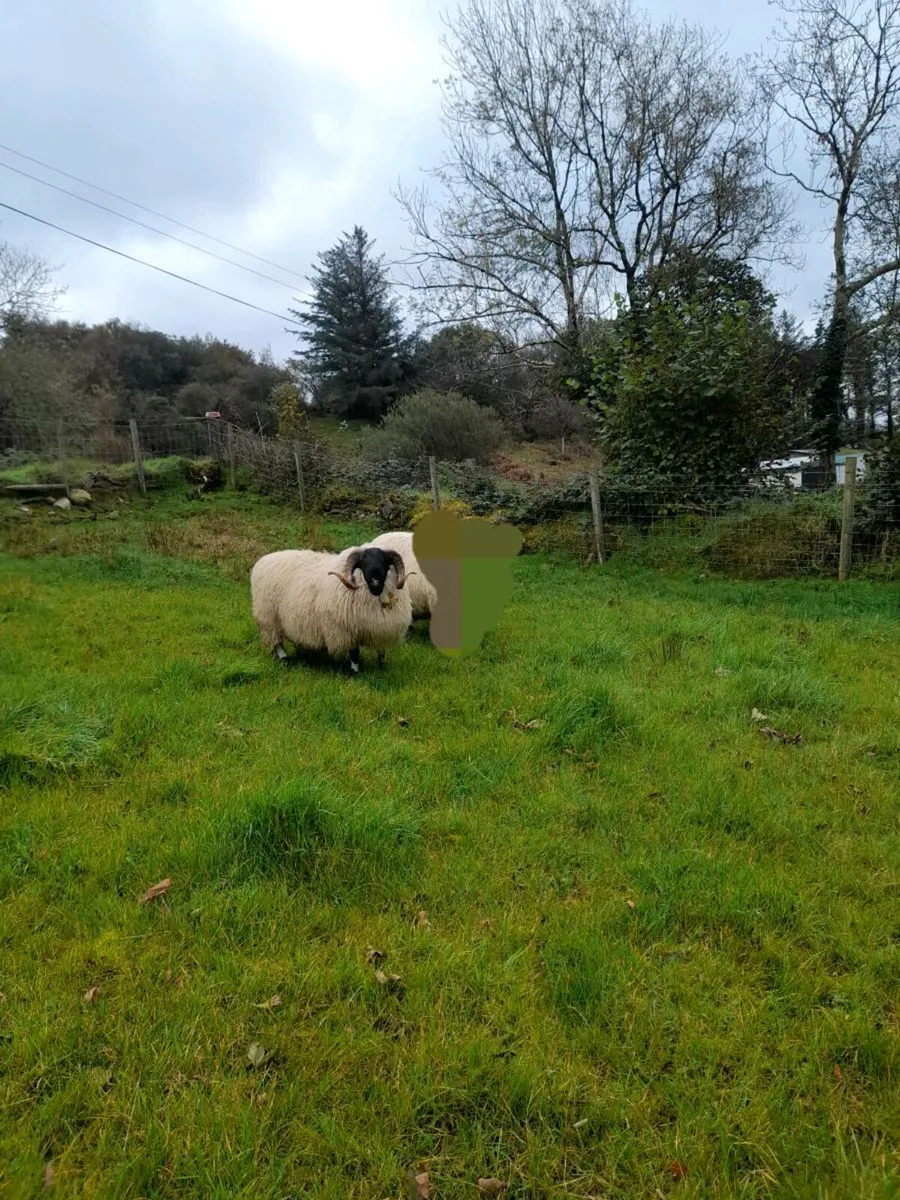 Ram lamb's - Image 4