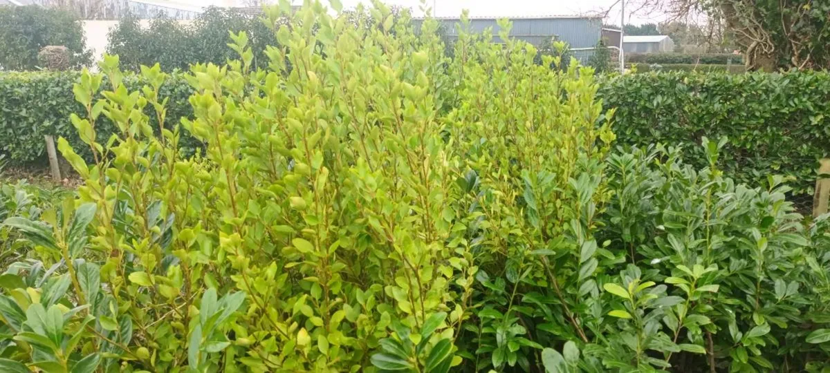 CHEAP LAUREL LAURAL & GRISELINIA HEDGE  PL - Image 3
