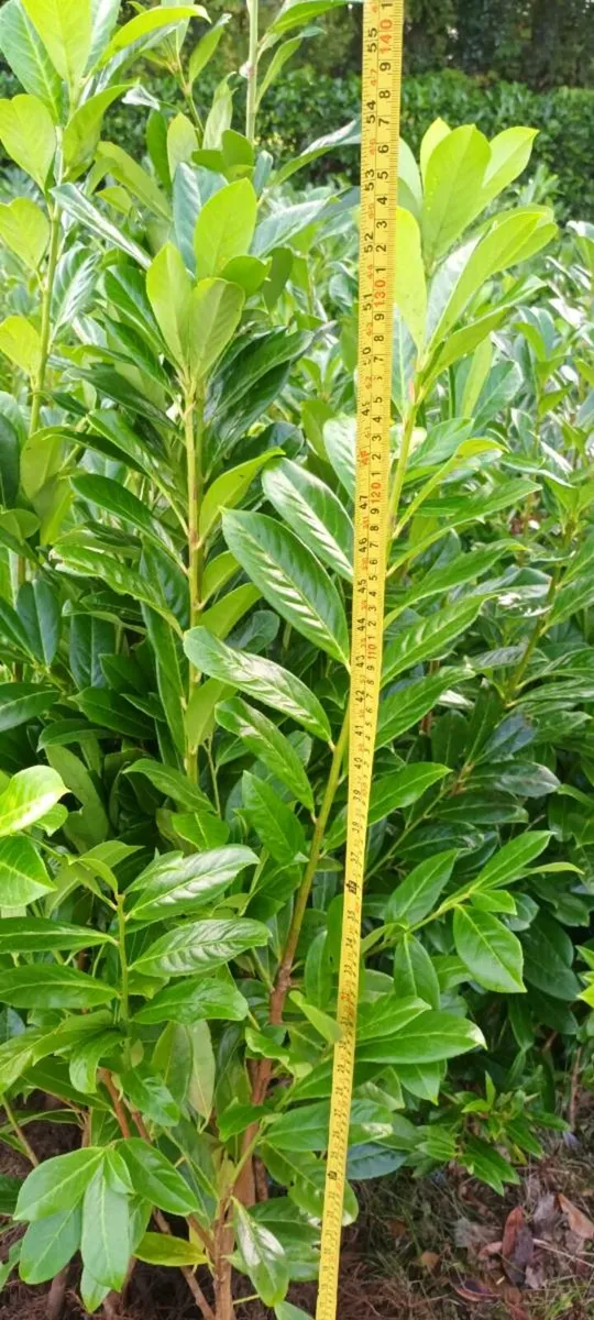 CHEAP LAUREL LAURAL & GRISELINIA HEDGE  PL - Image 4