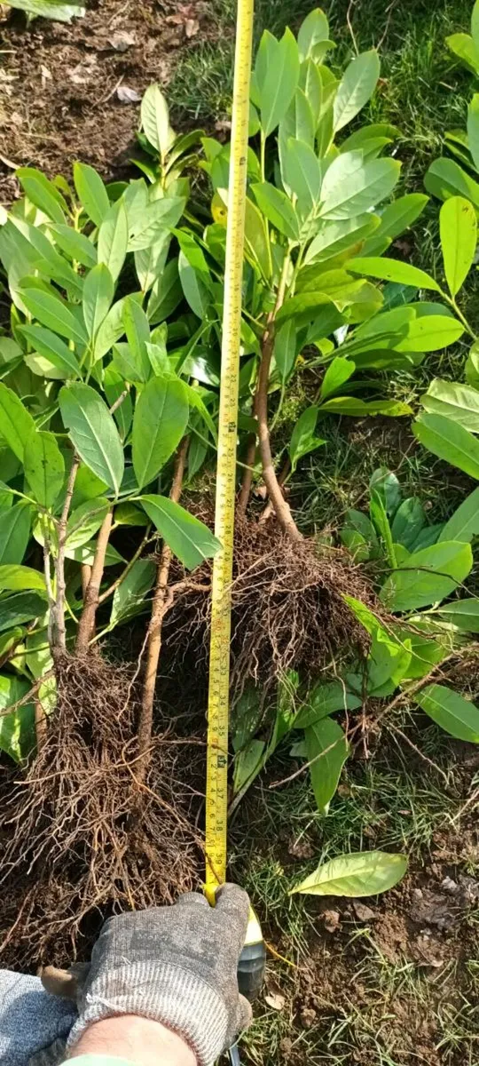 CHEAP LAUREL LAURAL & GRISELINIA HEDGE  PL - Image 2