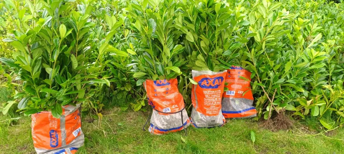 CHEAP LAUREL LAURAL & GRISELINIA HEDGE  PL - Image 1