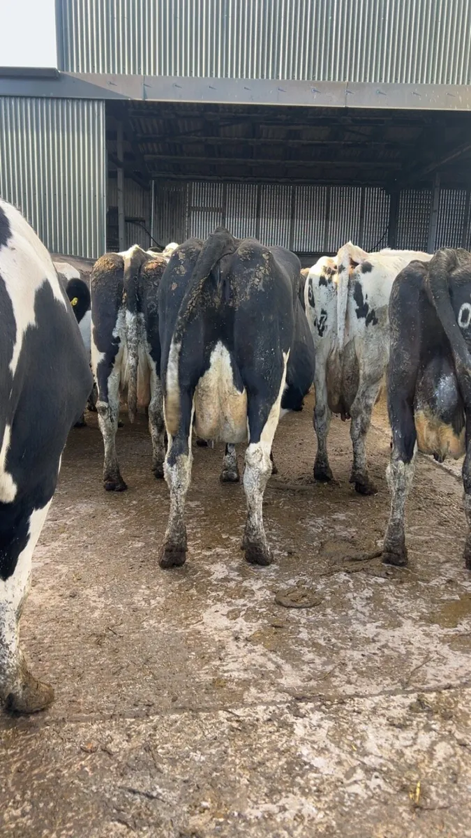 17 in calf fr cows - Image 1
