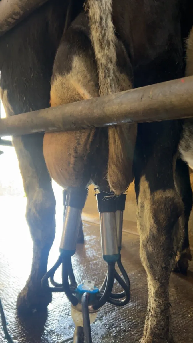 17 in calf fr cows - Image 3