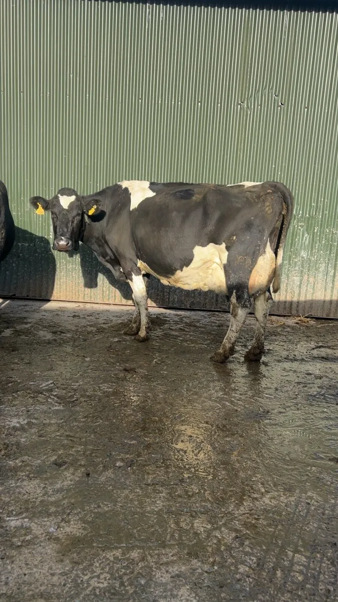 17 in calf fr cows - Image 4