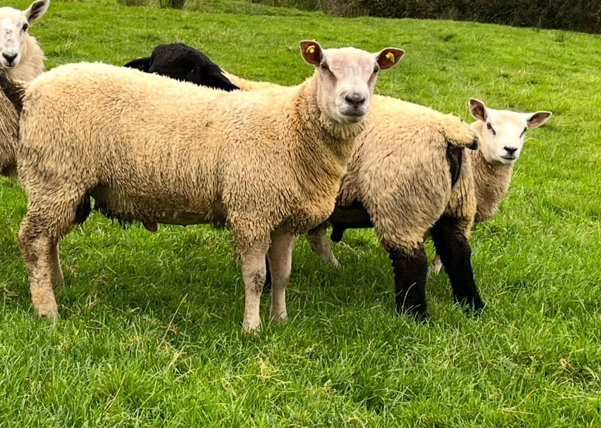 Pedigree registered Charollais ram lamb - Image 1