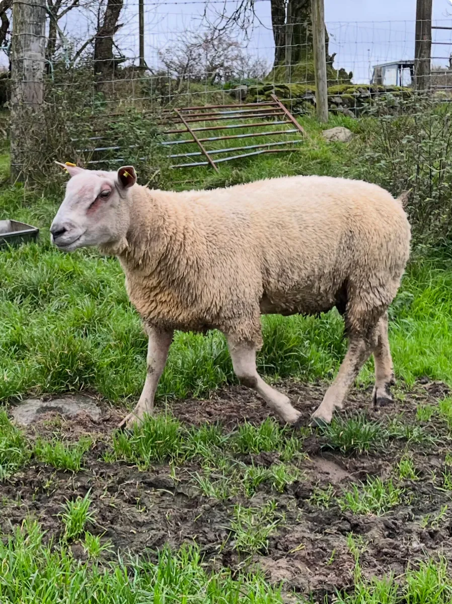 Pedigree registered Charollais ram lamb - Image 2