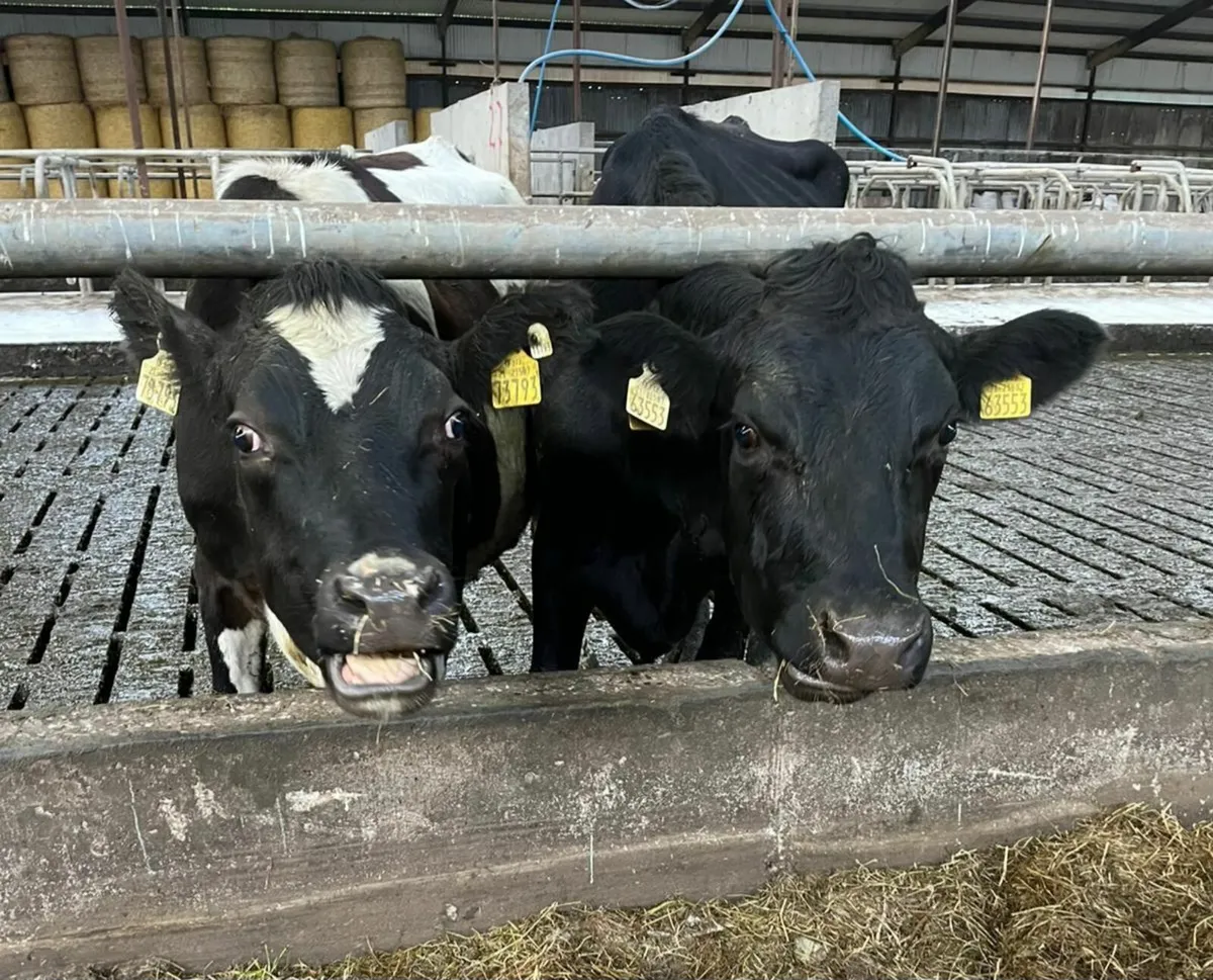 Young empty cross bred cows - Image 2