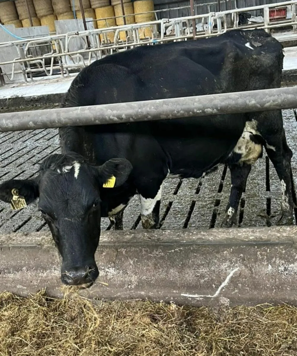 Young empty cross bred cows - Image 4