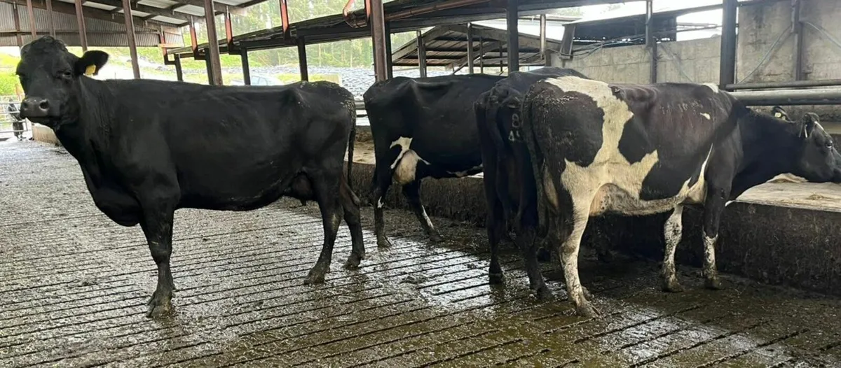 Young empty cross bred cows - Image 1