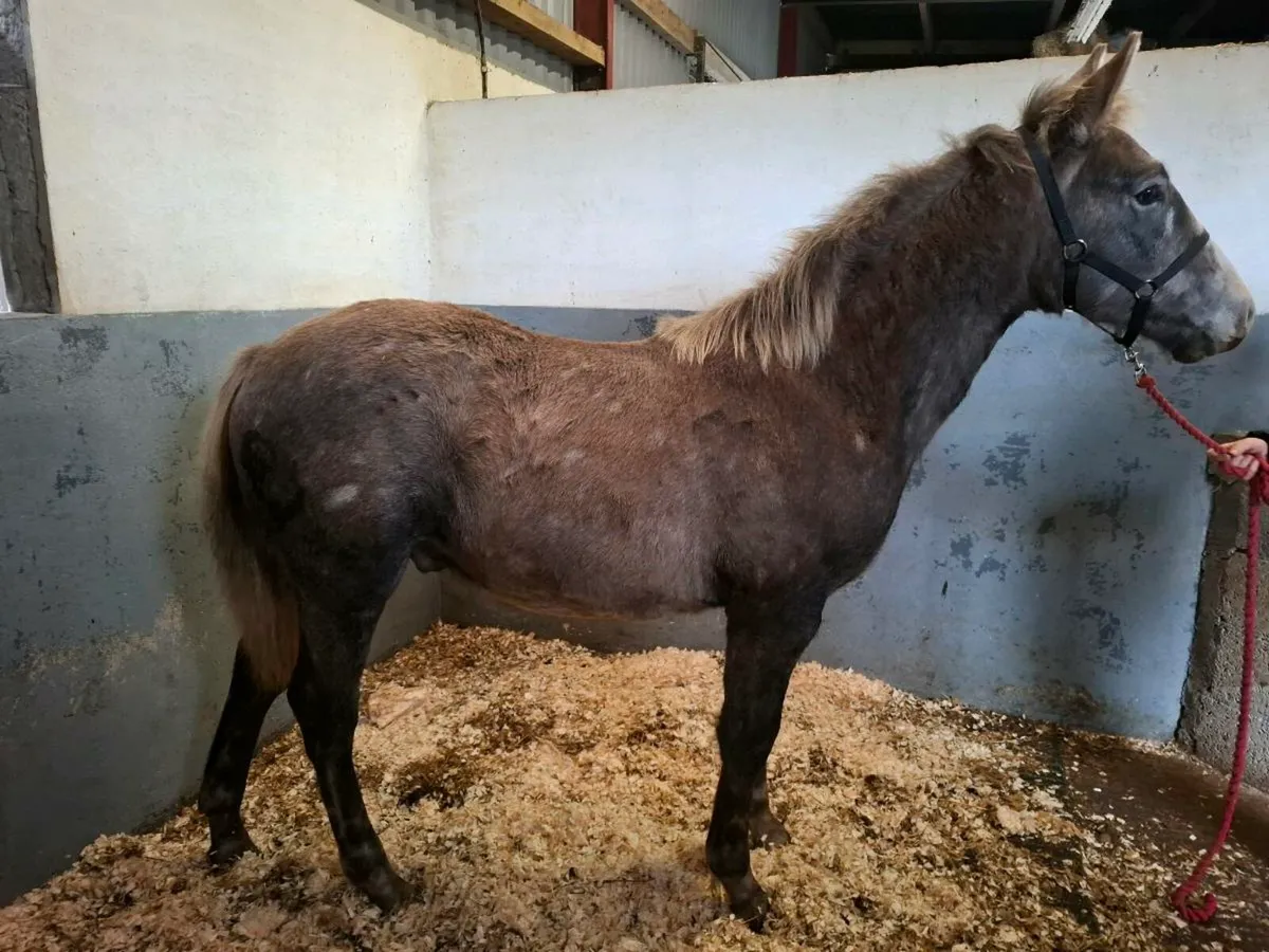 Quality Irish Draught foal - Image 1