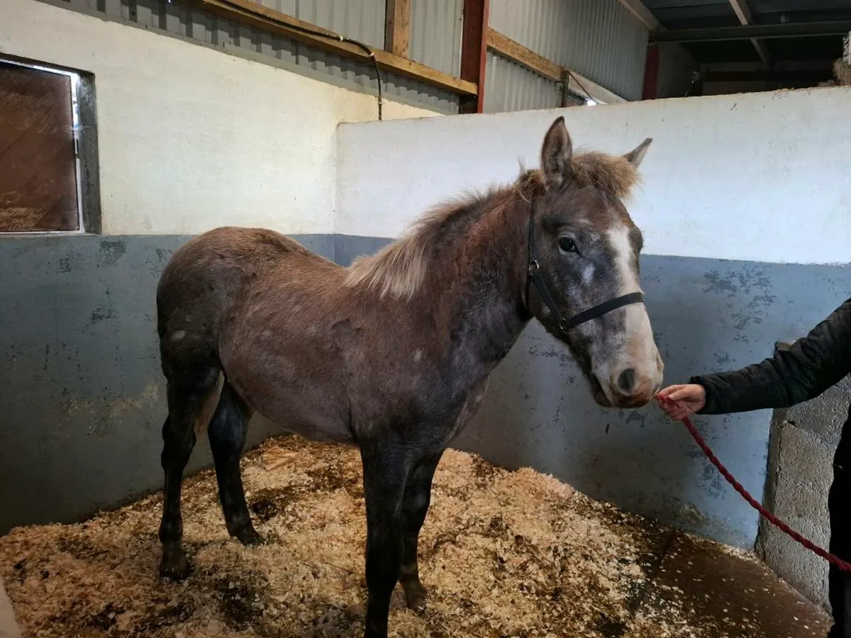 Quality Irish Draught foal - Image 4