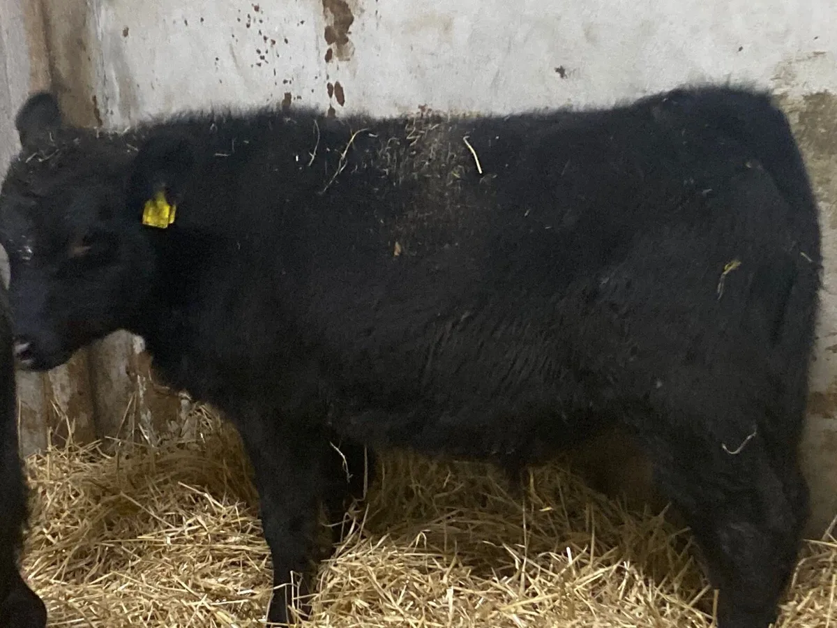 Super AAX & Continental Bull Weanlings - Image 2