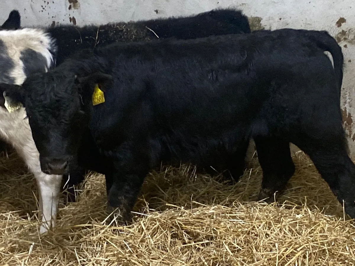 Super AAX & Continental Bull Weanlings - Image 3