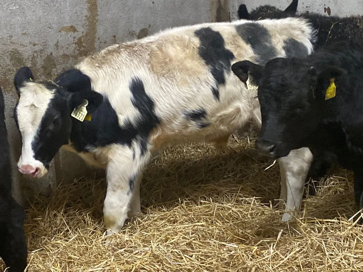 Super AAX & Continental Bull Weanlings - Image 4