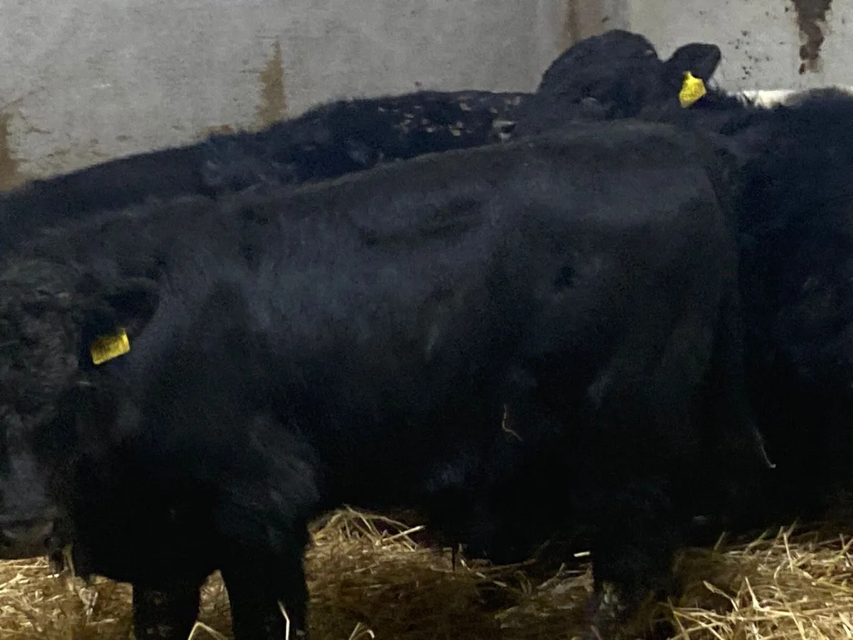 Super AAX & Continental Bull Weanlings - Image 1