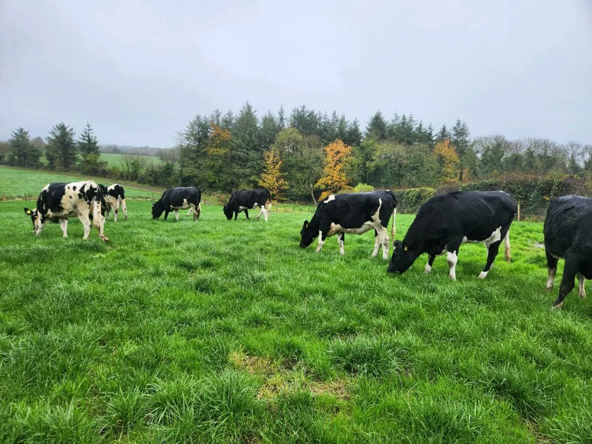 18 month old Freisan Heifers - Image 1