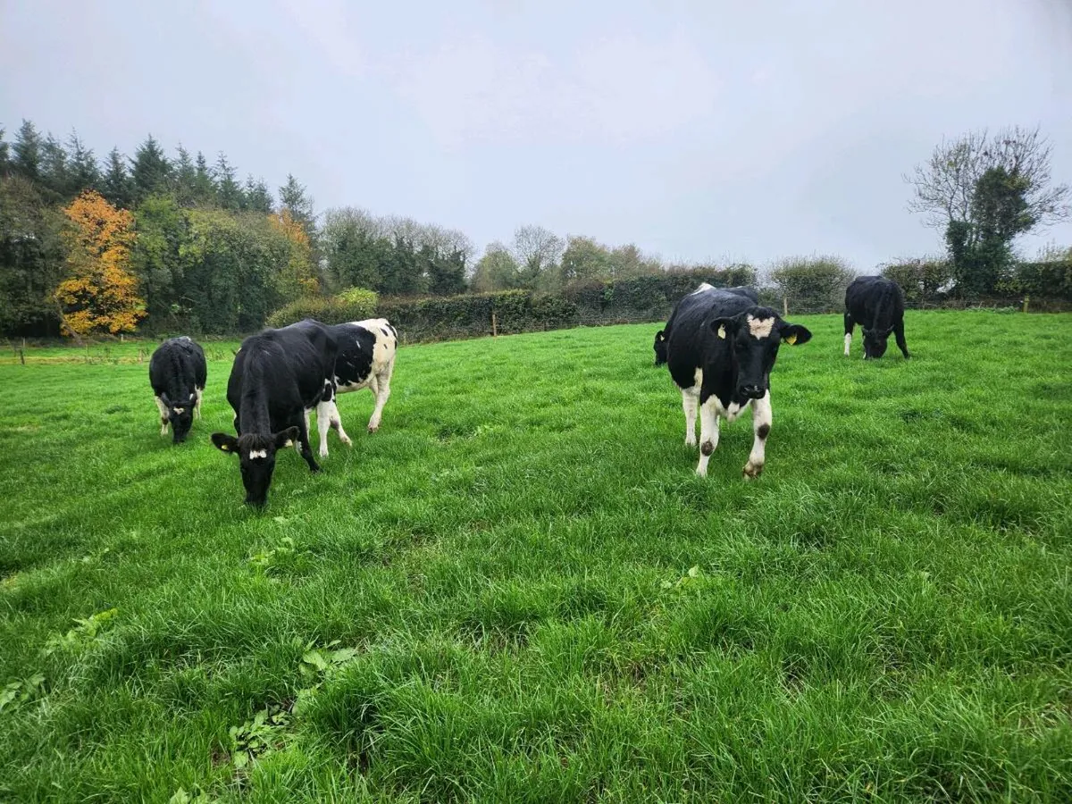 18 month old Freisan Heifers - Image 3