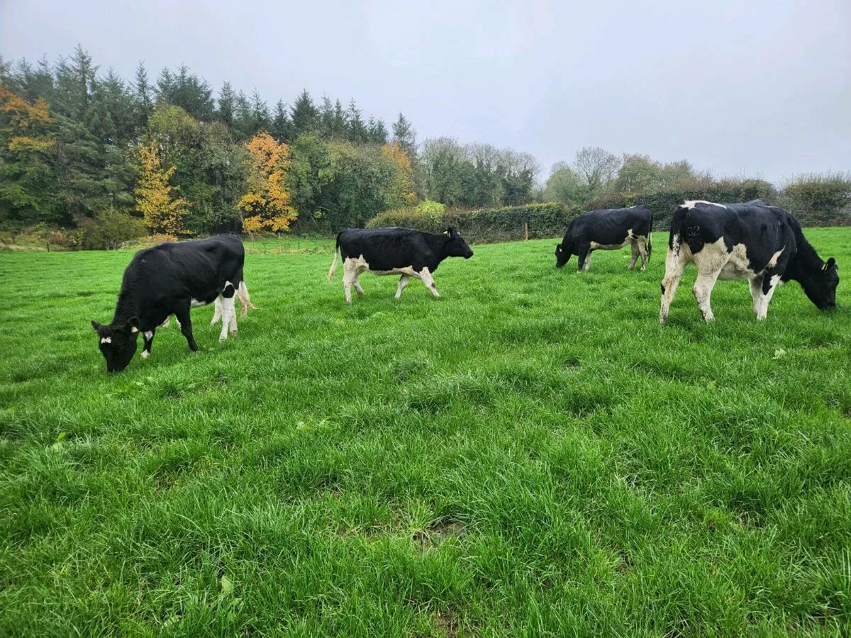 18 month old Freisan Heifers - Image 4