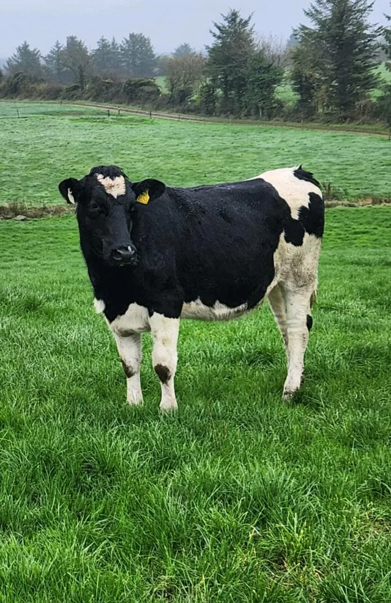 18 month old Freisan Heifers - Image 2
