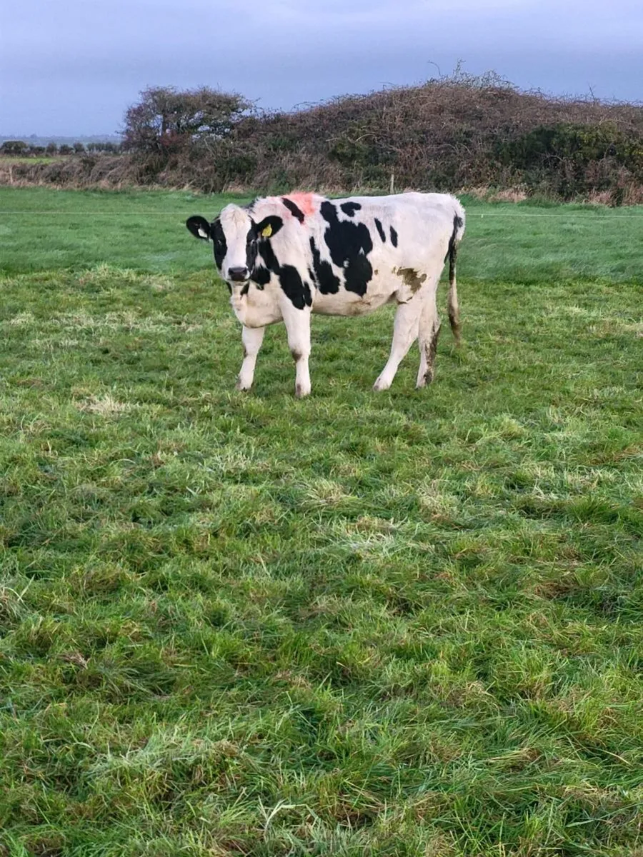 In calf heifers - Image 2