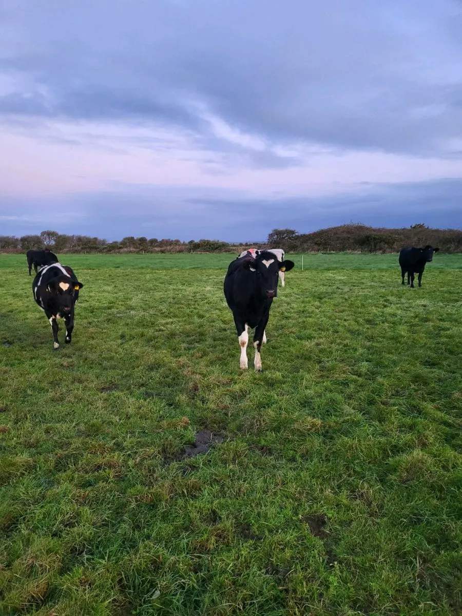 In calf heifers - Image 3