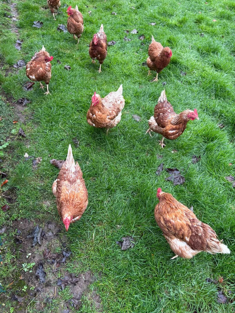 Laying hens - Image 1