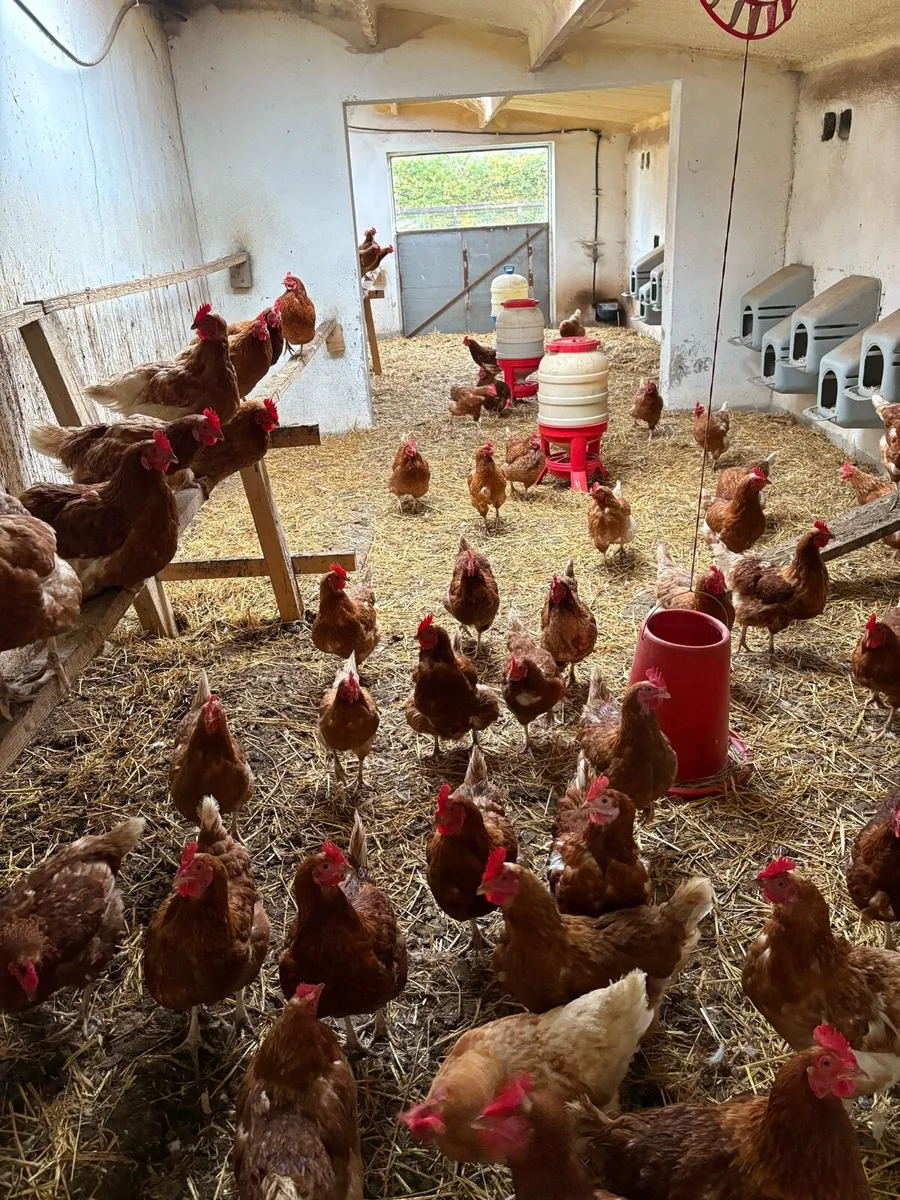 Laying hens - Image 2