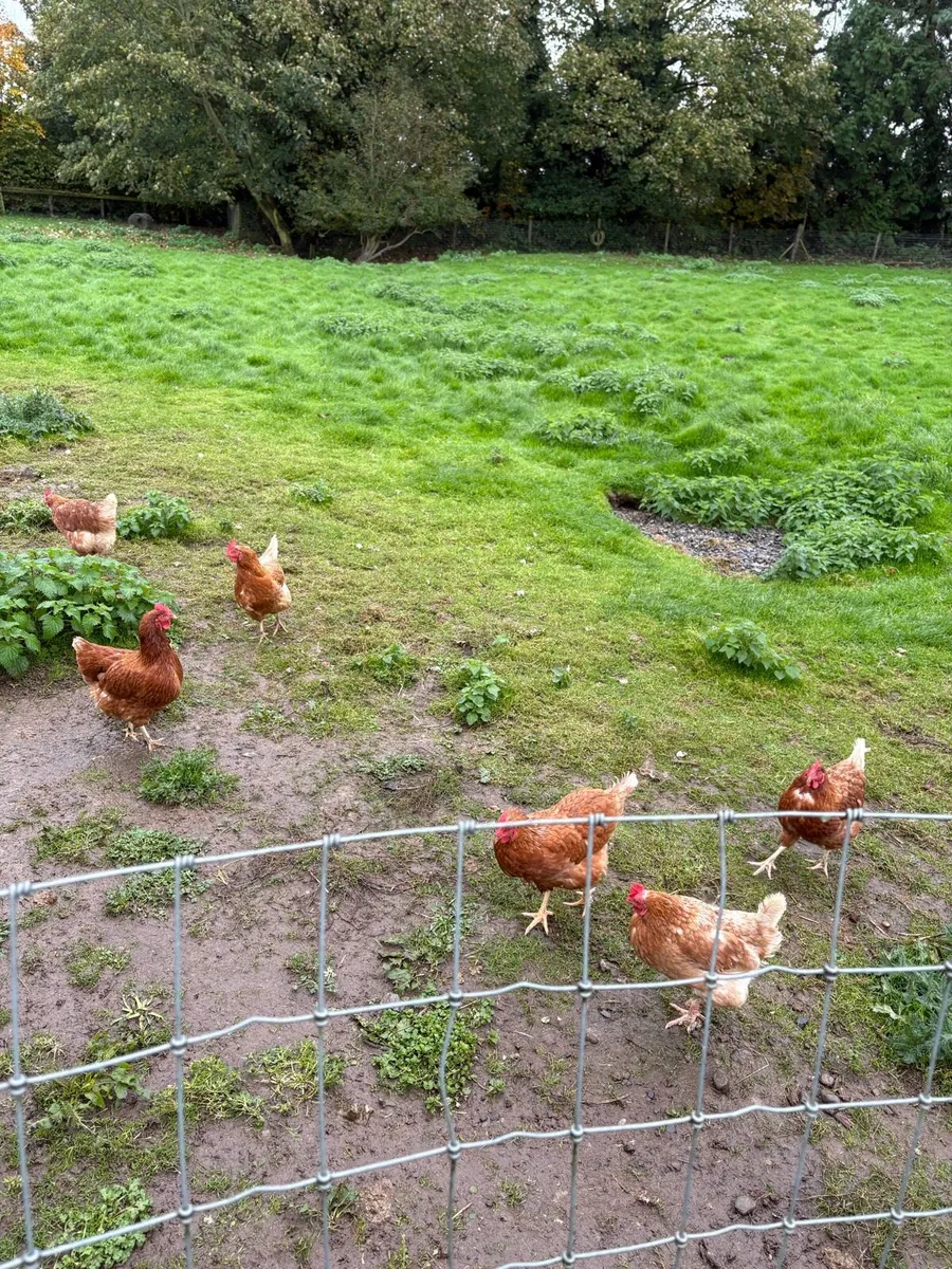 Laying hens - Image 3