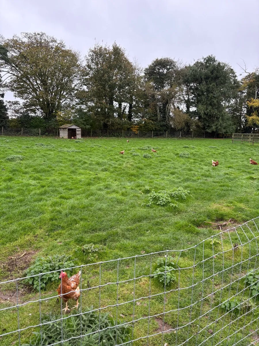 Laying hens - Image 4