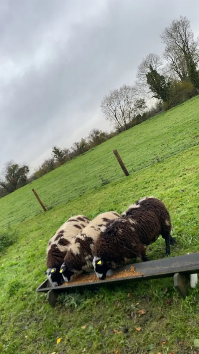 Dutch spotted ram lambs - Image 1