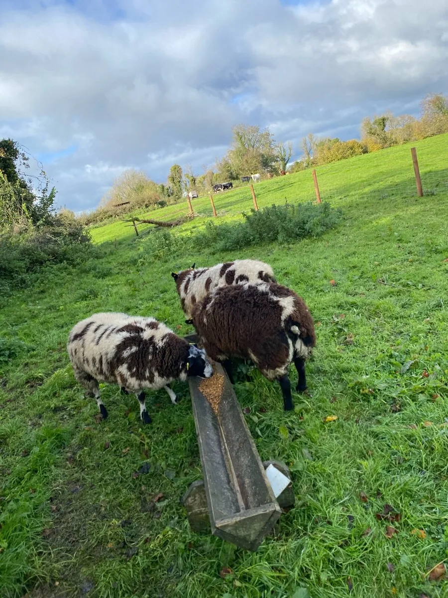Dutch spotted ram lambs - Image 2