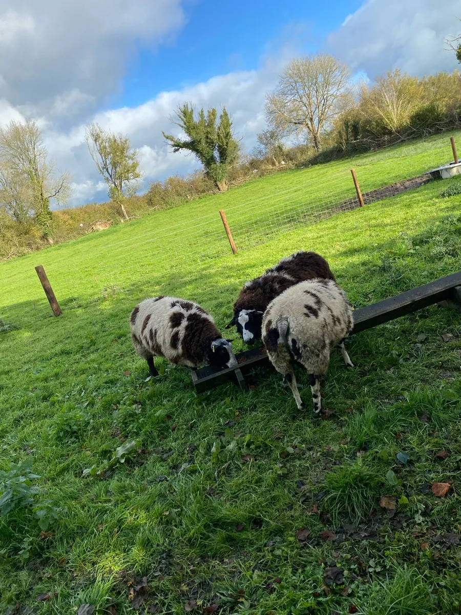 Dutch spotted ram lambs - Image 3