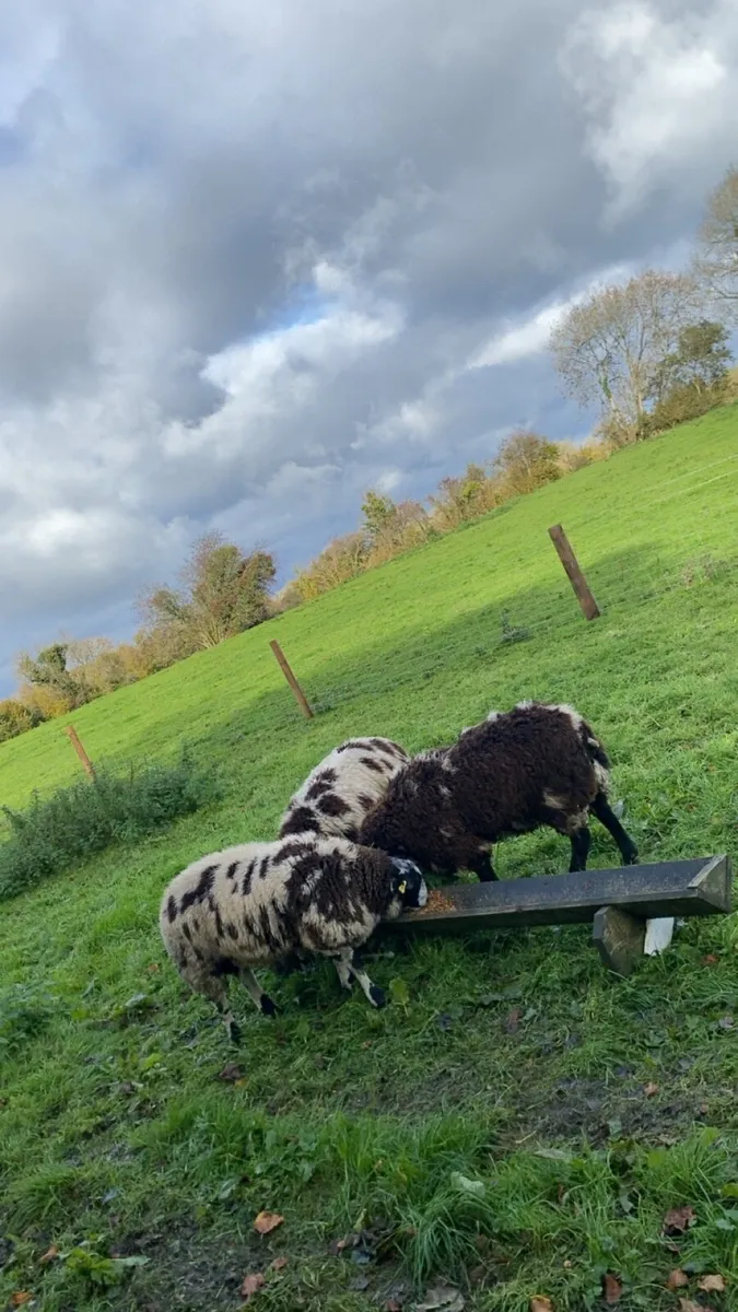 Dutch spotted ram lambs - Image 4