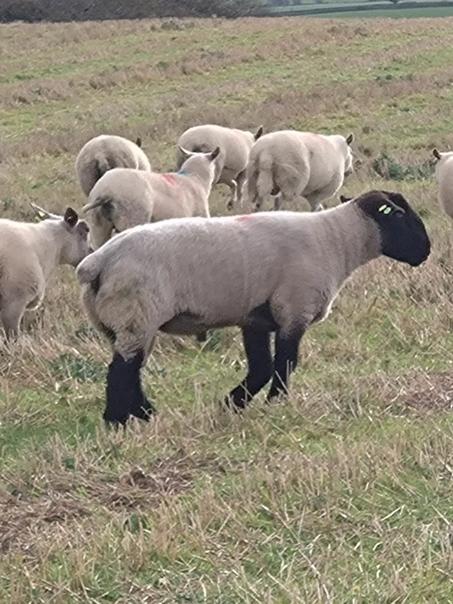 Pedigree Suffolk ram - Image 1