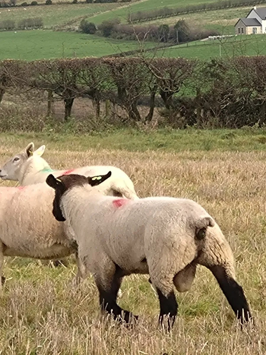 Pedigree Suffolk ram - Image 2