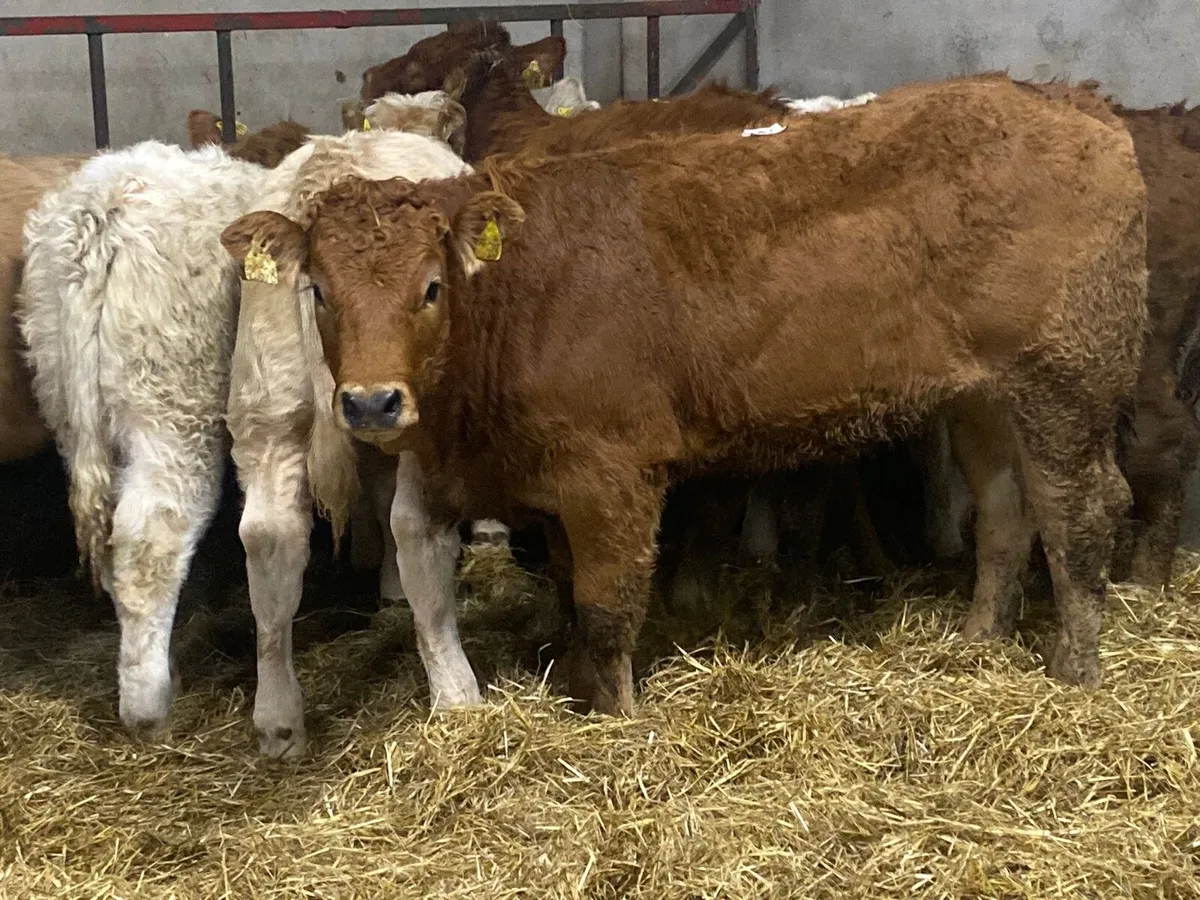 Super 280Kg CH & LIM Heifer Weanlings - Image 1