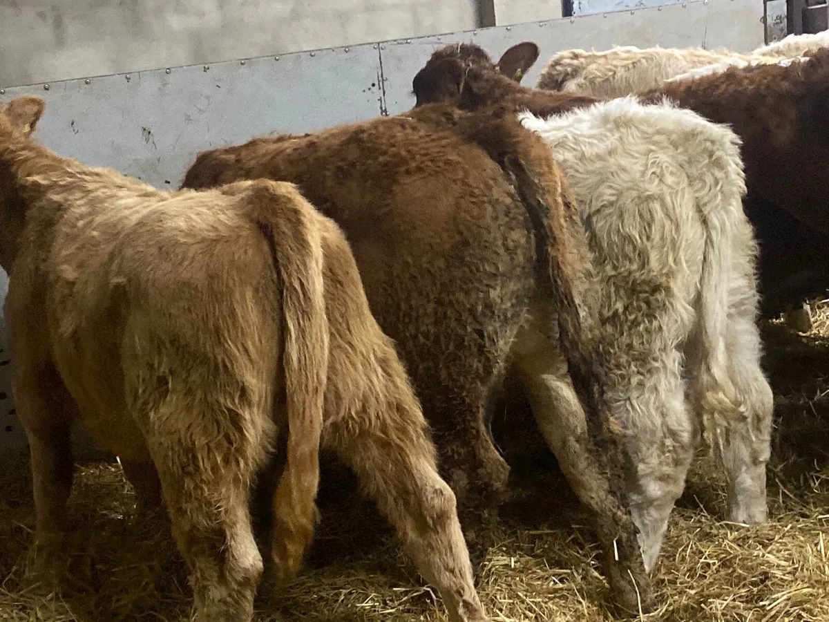 Super 280Kg CH & LIM Heifer Weanlings - Image 2