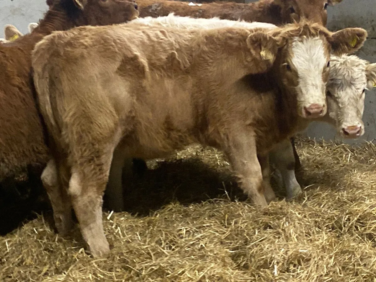 Super 280Kg CH & LIM Heifer Weanlings - Image 3