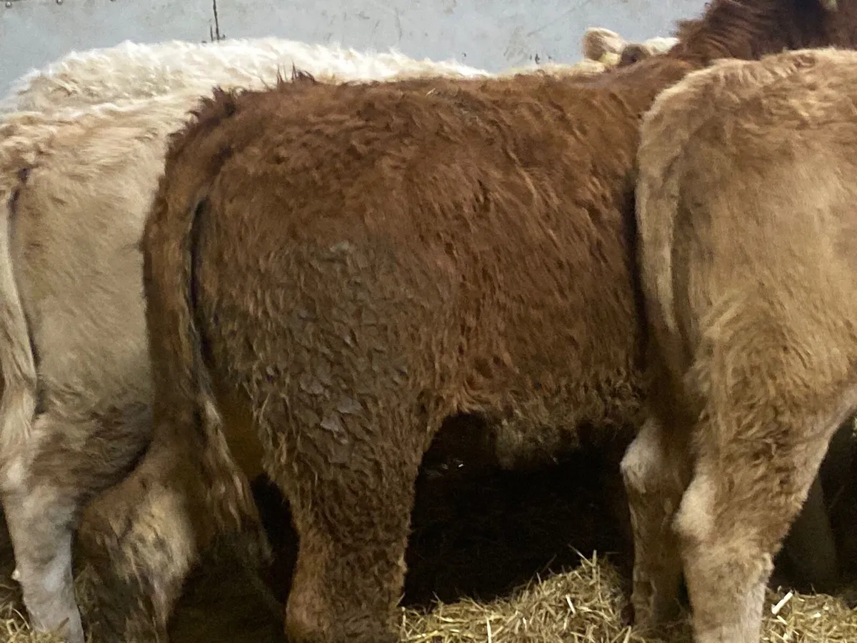 Super 280Kg CH & LIM Heifer Weanlings - Image 4