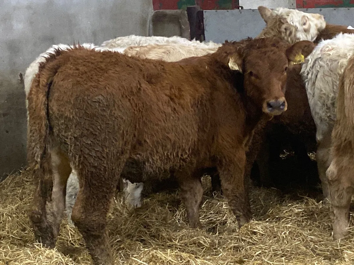 Super 280Kg LIM Heifer Weanlings - Image 2