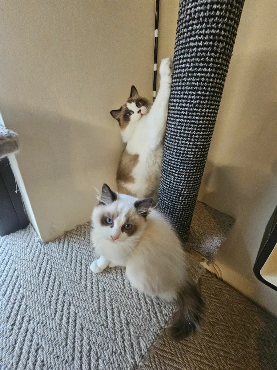 Pure breed Ragdoll kitten - Image 2