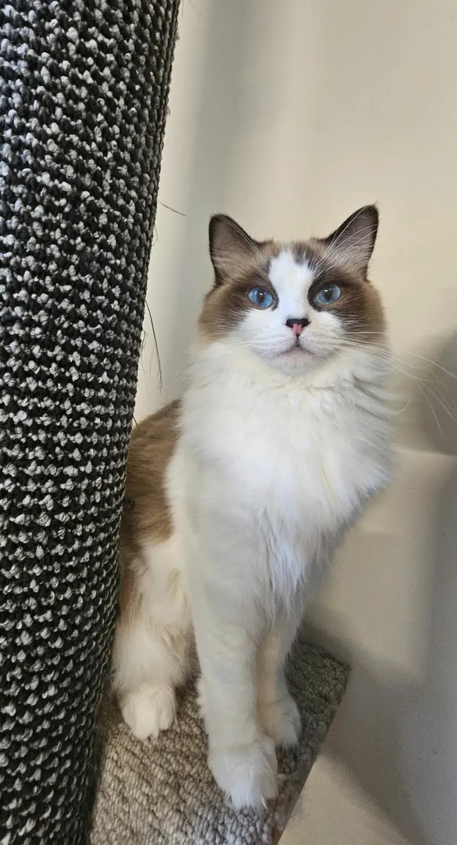 Pure breed Ragdoll kitten - Image 3