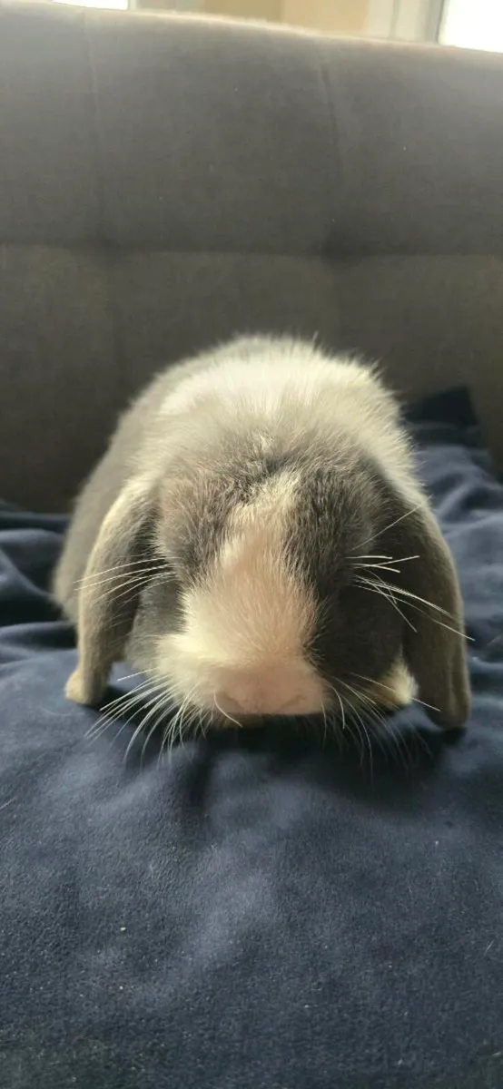 Mini Lop Bunnies - Image 1