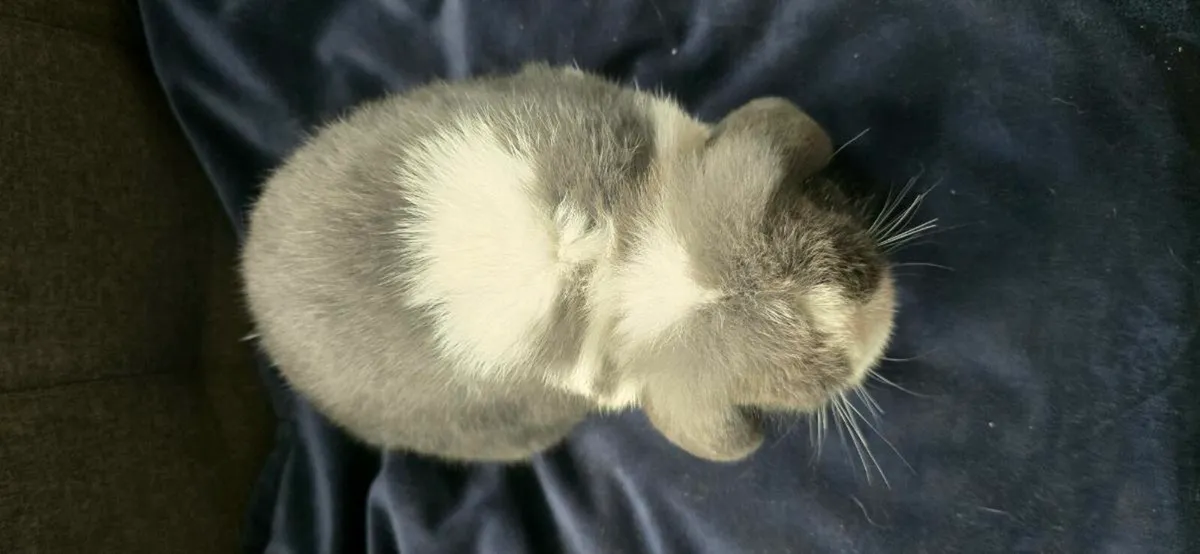 Mini Lop Bunnies - Image 2