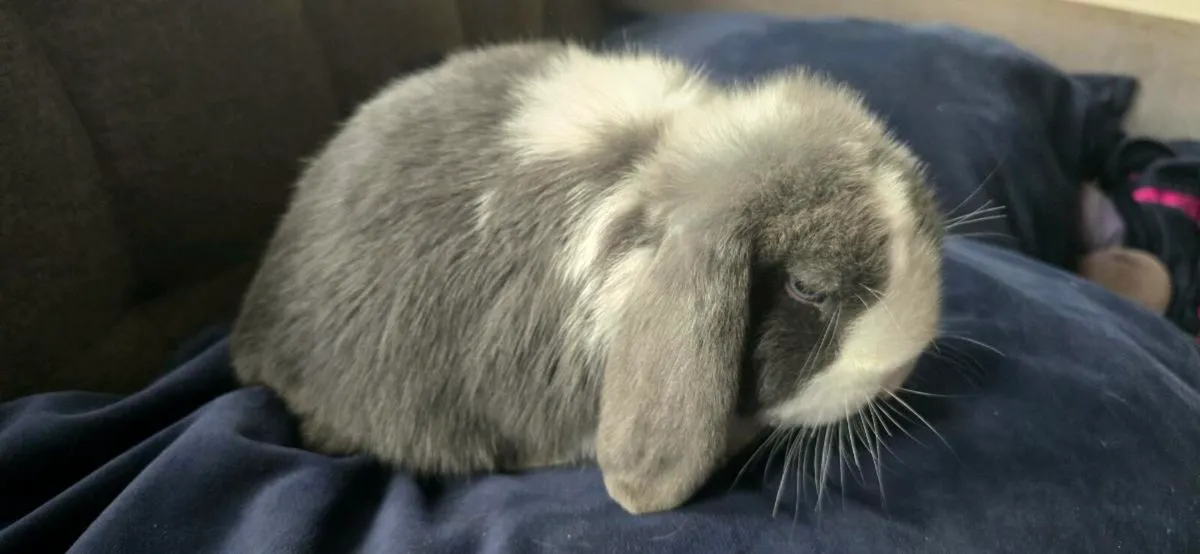 Mini Lop Bunnies - Image 3
